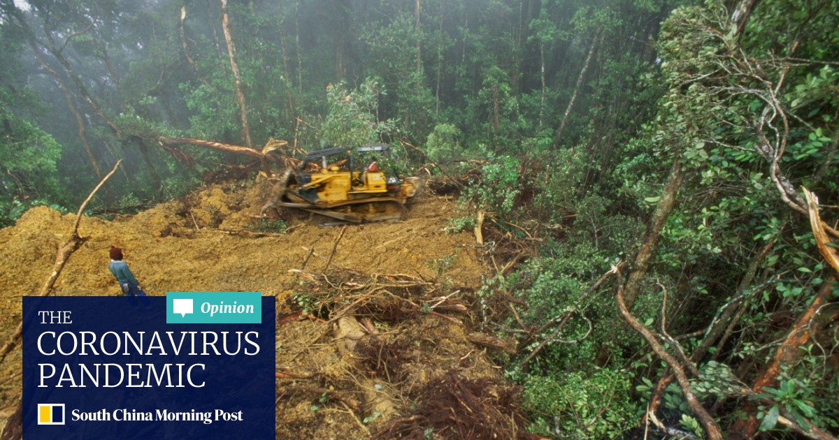 Five Myths About Tropical Rainforests South China Morning Post