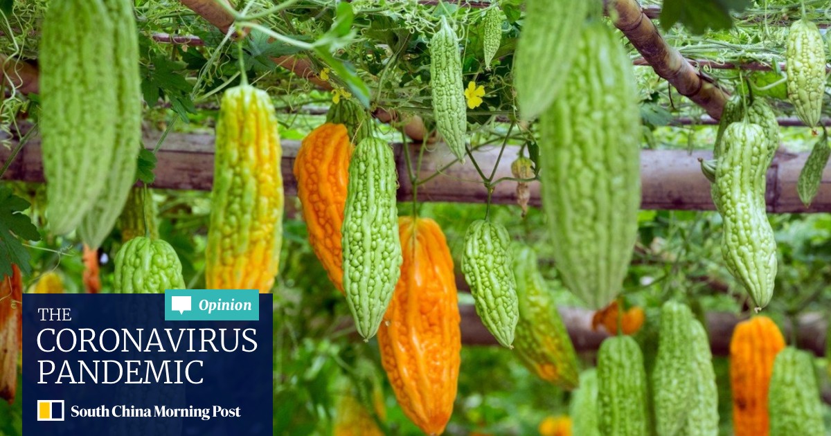 Chinese Bitter Melon Why The Polarising Gentleman S Vegetable Is Just Misunderstood South China Morning Post As i wrote before medium size bitter melon (60 g) have 10 calories.