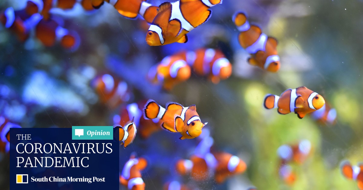 Losing Nemo Clownfish Could Vanish For Good Due To Climate Change South China Morning Post