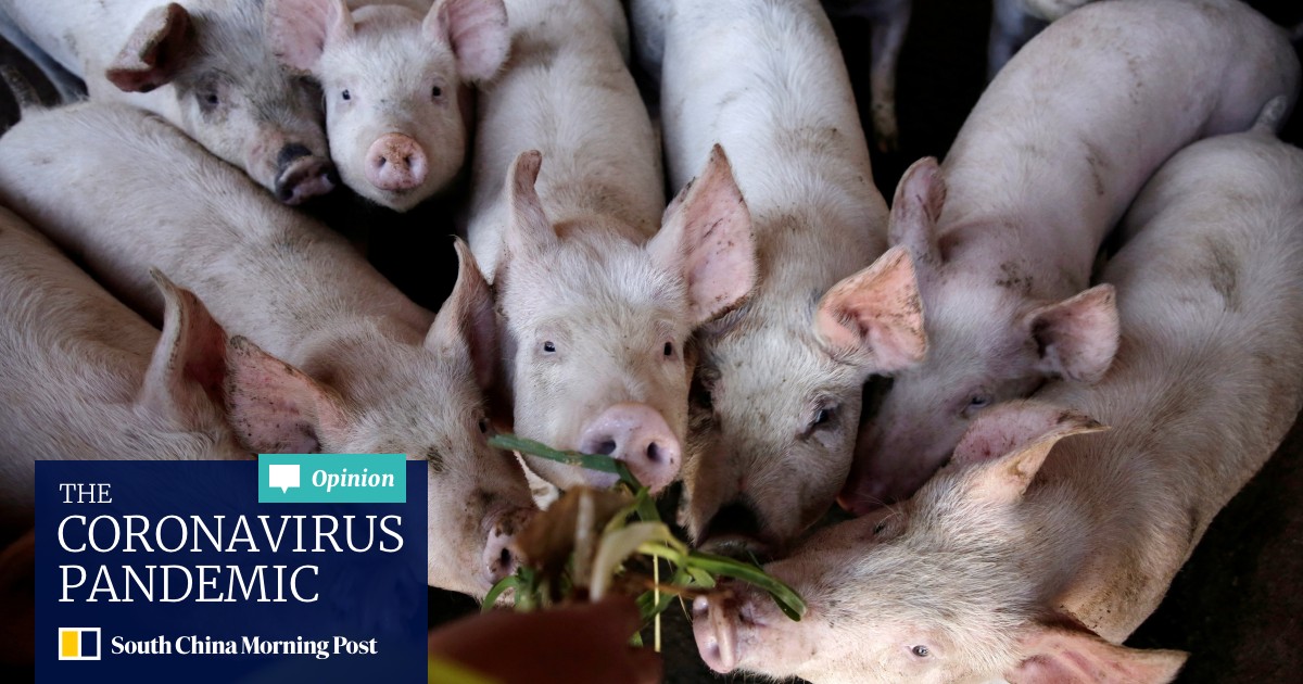 China S Mutant Pigs Could Halt Pork Crisis As Dna Researchers Fight To Tackle African Swine Fever Outbreak South China Morning Post