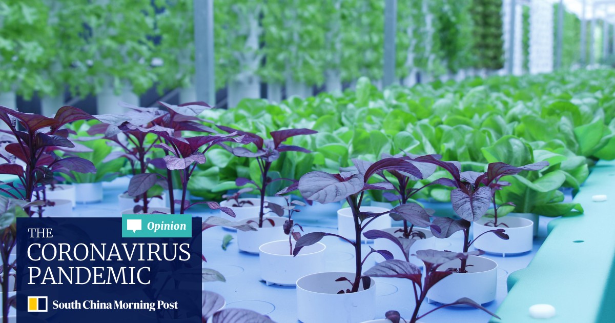 Singapore Hotel S Aquaponic Rooftop Farm To Produce Vegetables And Fish South China Morning Post