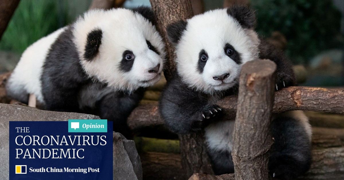 Berlin Zoo Expects Surge In Visitors As Panda Twins Make Their