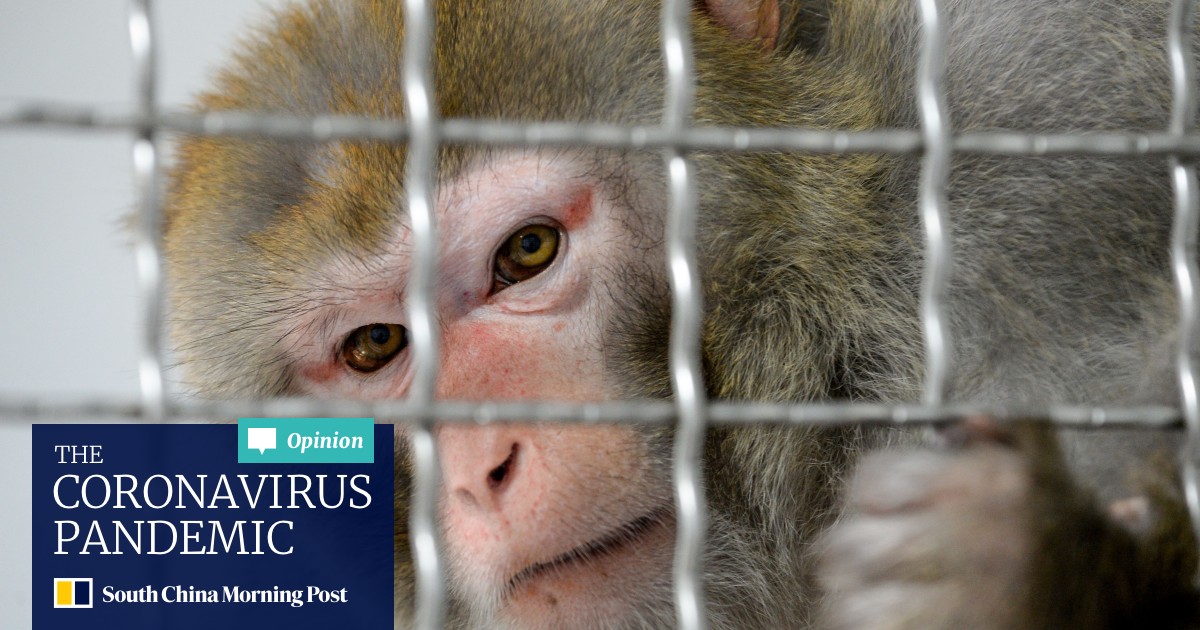 Hopes For Coronavirus Vaccine Rise After Chinese Scientists Find Infected Monkeys Developed Immunity South China Morning Post