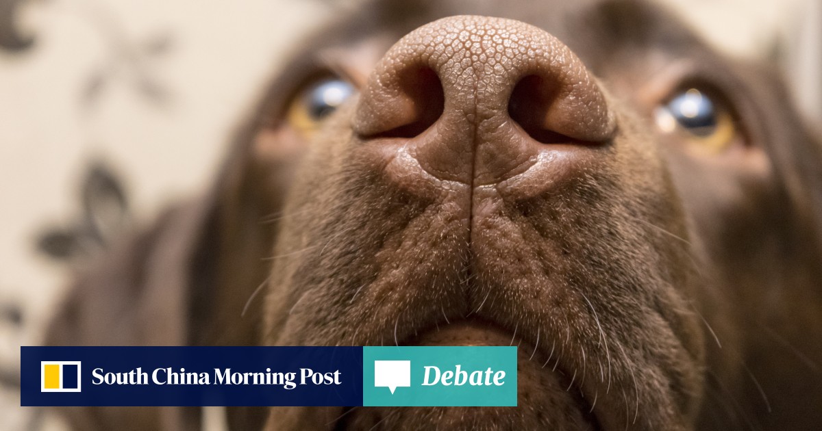 Do Dogs Stink When Stressed