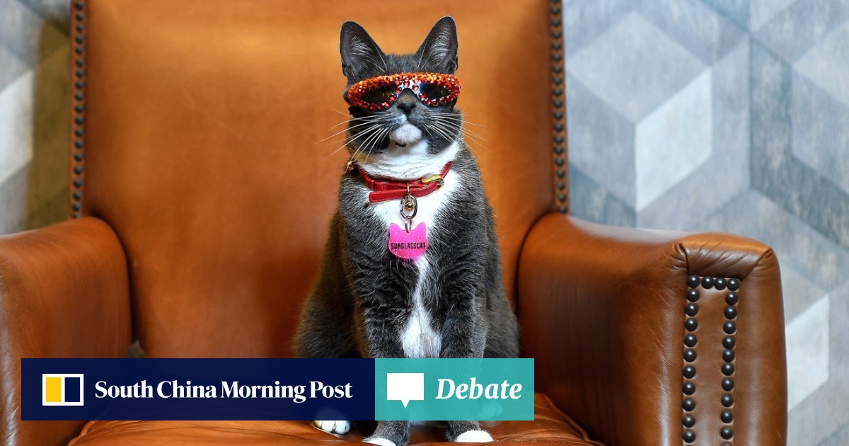 Instagram Star Sunglass Cat The Social Media Sensation With 500 000 Followers And 600 Pairs Of Shades South China Morning Post