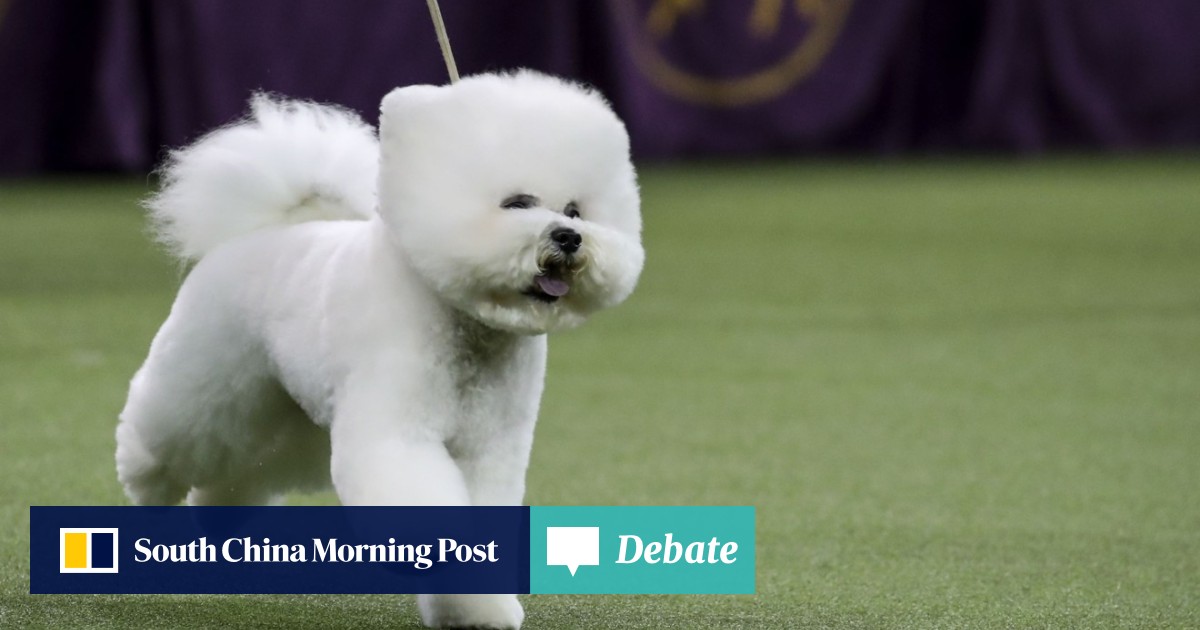 Dog show best sale bichon