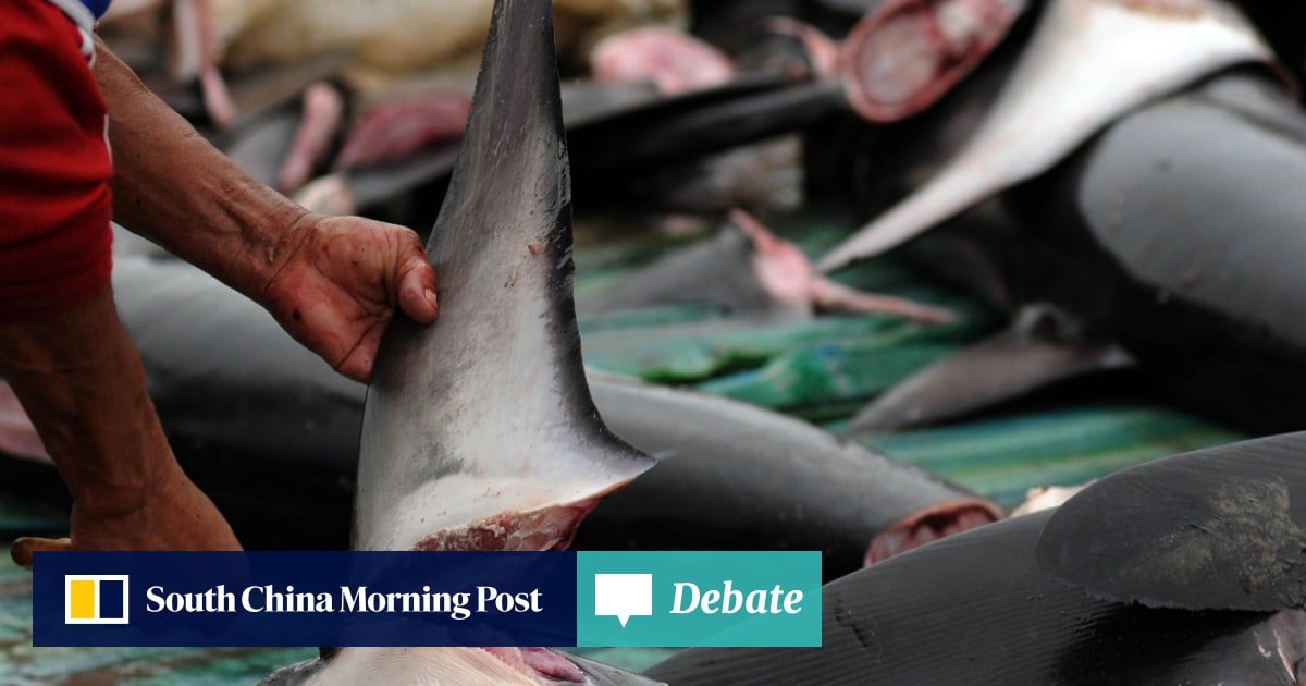 War on sharks: Chinese demand for fins driving rogue fishing
