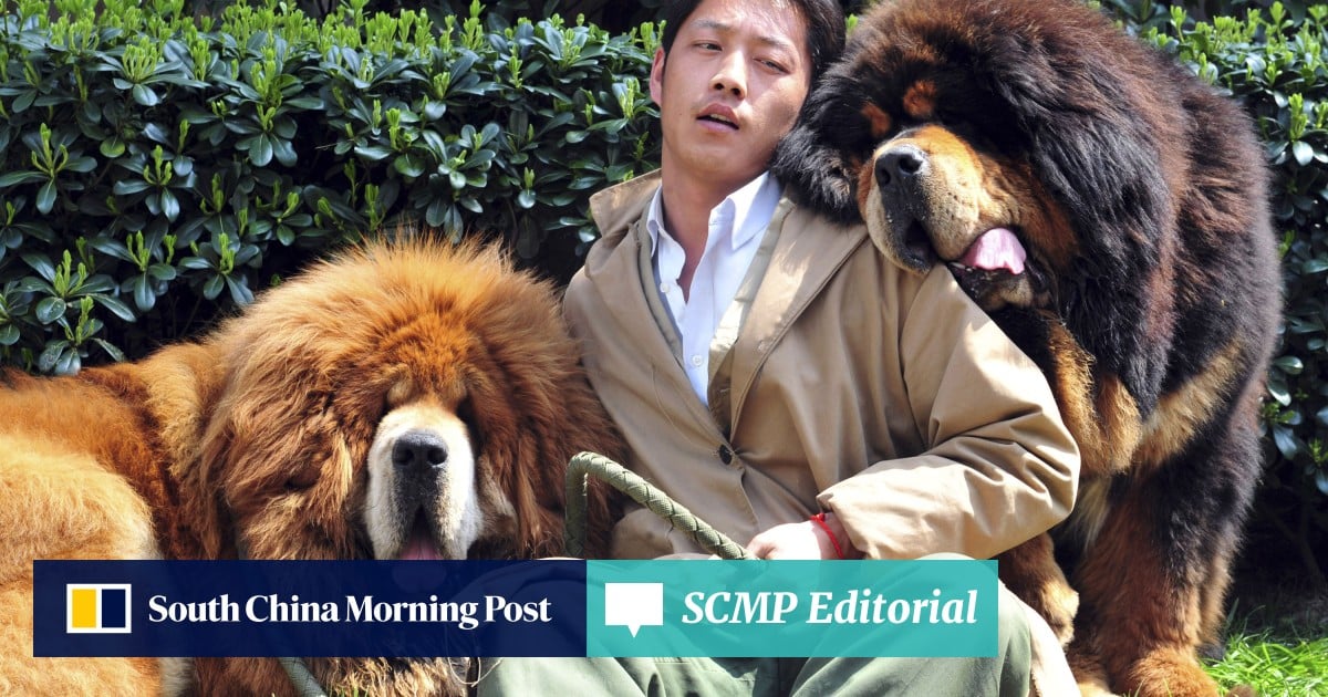 Tibetan mastiff attack stirs debate about dangers of world s most