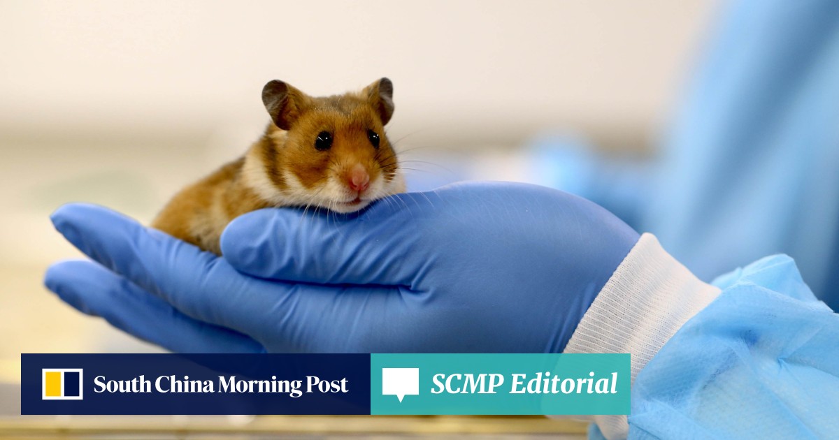 View of Editorial | Hamster infections reflect weakness in Hong Kong antivirus ...