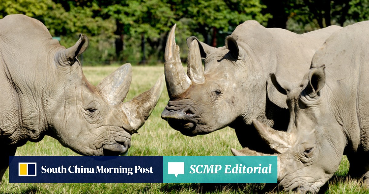 Risk Managers Who Seek Gray Rhinos and Don't Call Them Black Swans -  NeuGroup