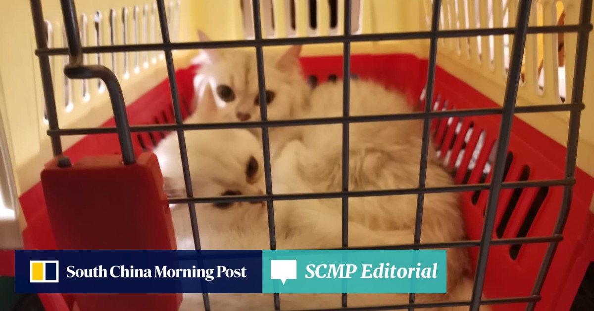 Opinion Time to loosen the leash on pet imports to Hong Kong South China Morning Post