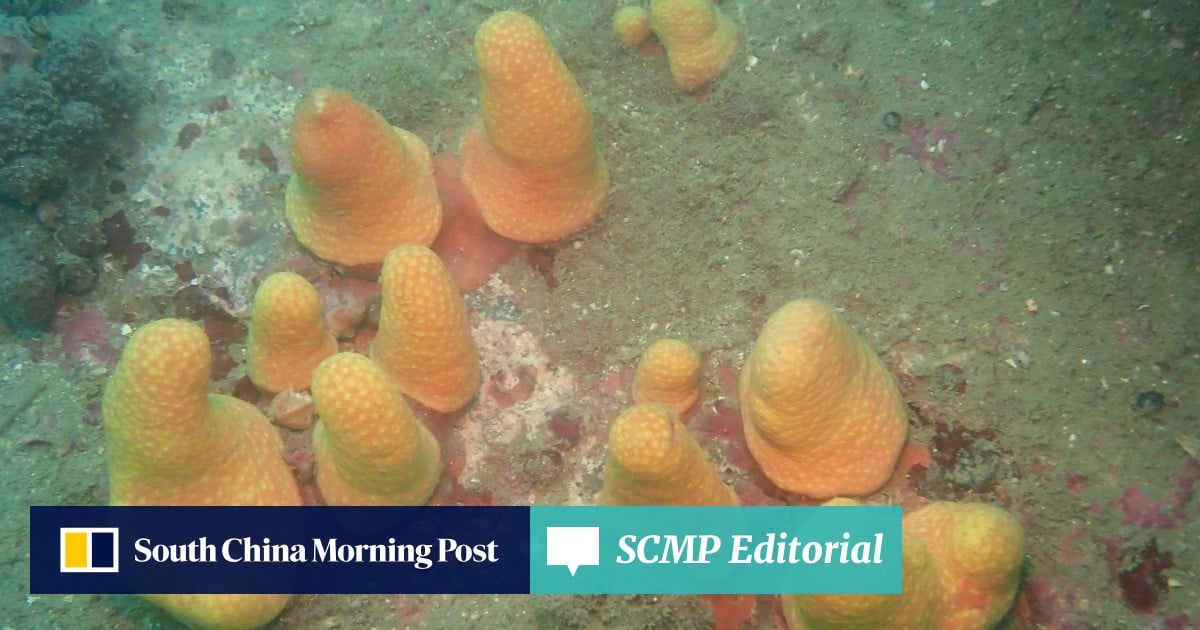 Hong Kong’s biodiversity strategy must be clear and comprehensive