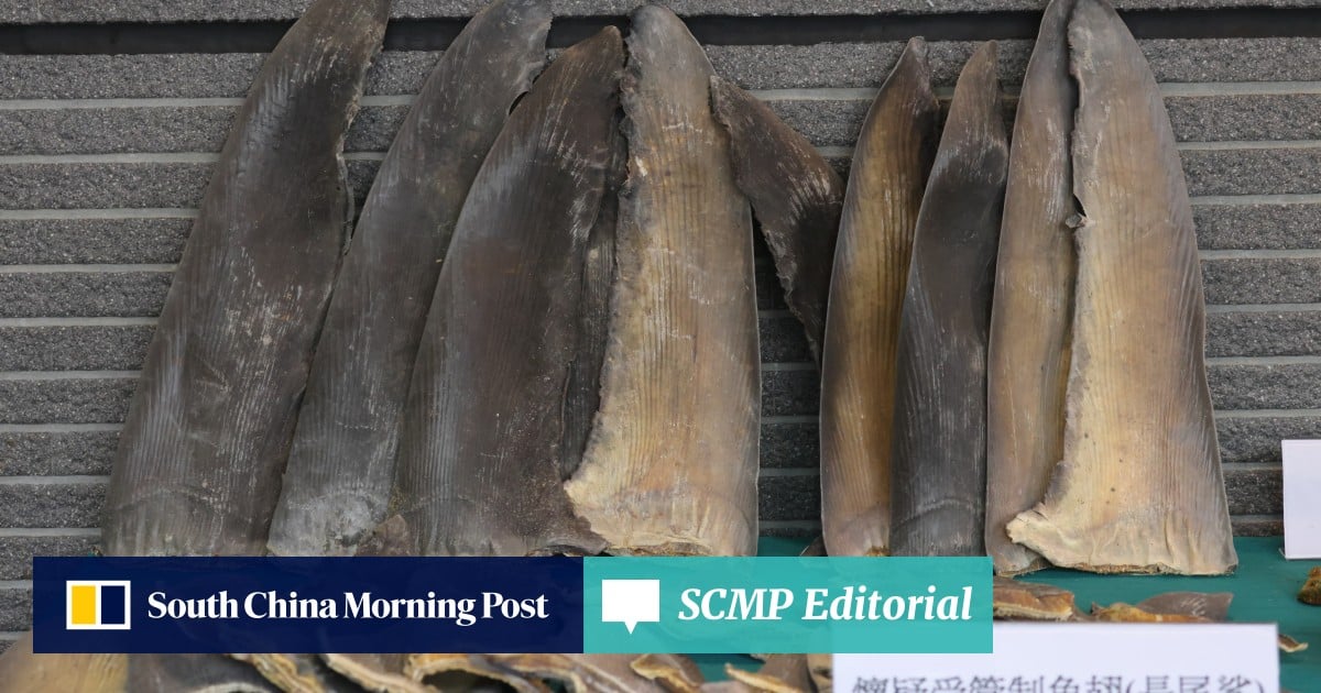 Study shows Hong Kong must do better to end illegal shark fin trade