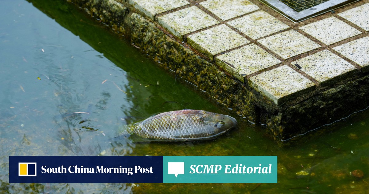 Hong Kong should see animal protection as a shared civic duty