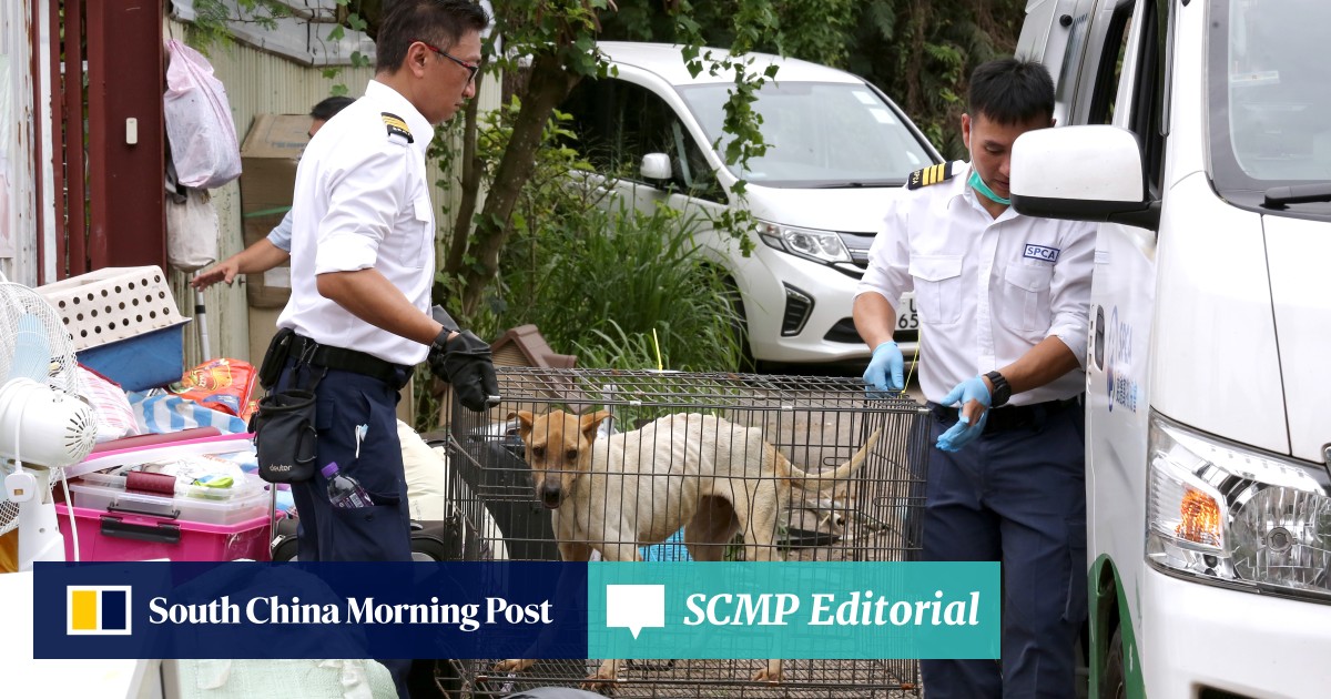 opinion-new-animal-welfare-law-must-have-bite-south-china-morning-post