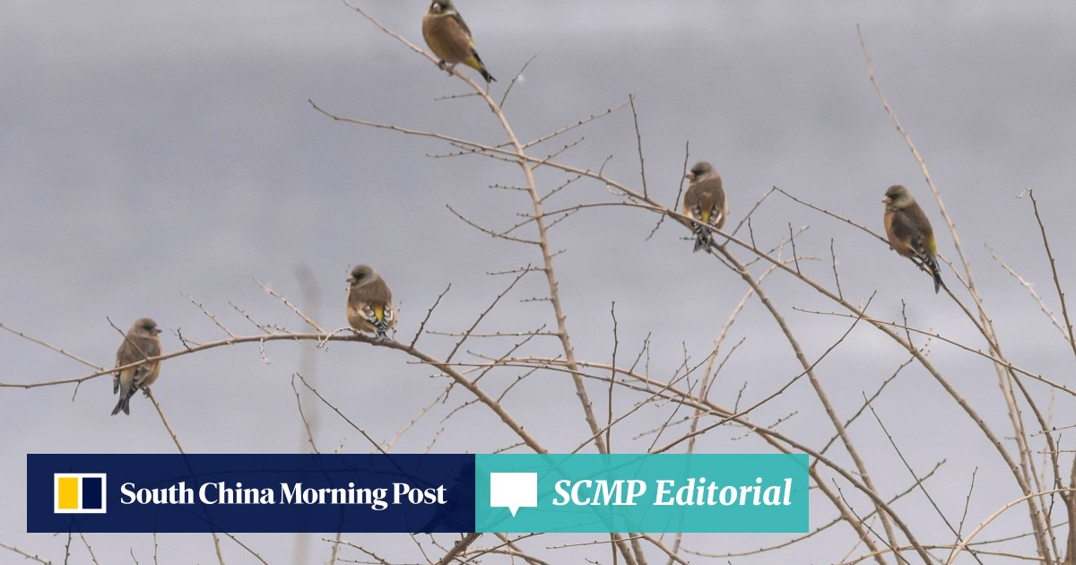 Birds Of Beijing Chinas Capital Is Important Point On - 