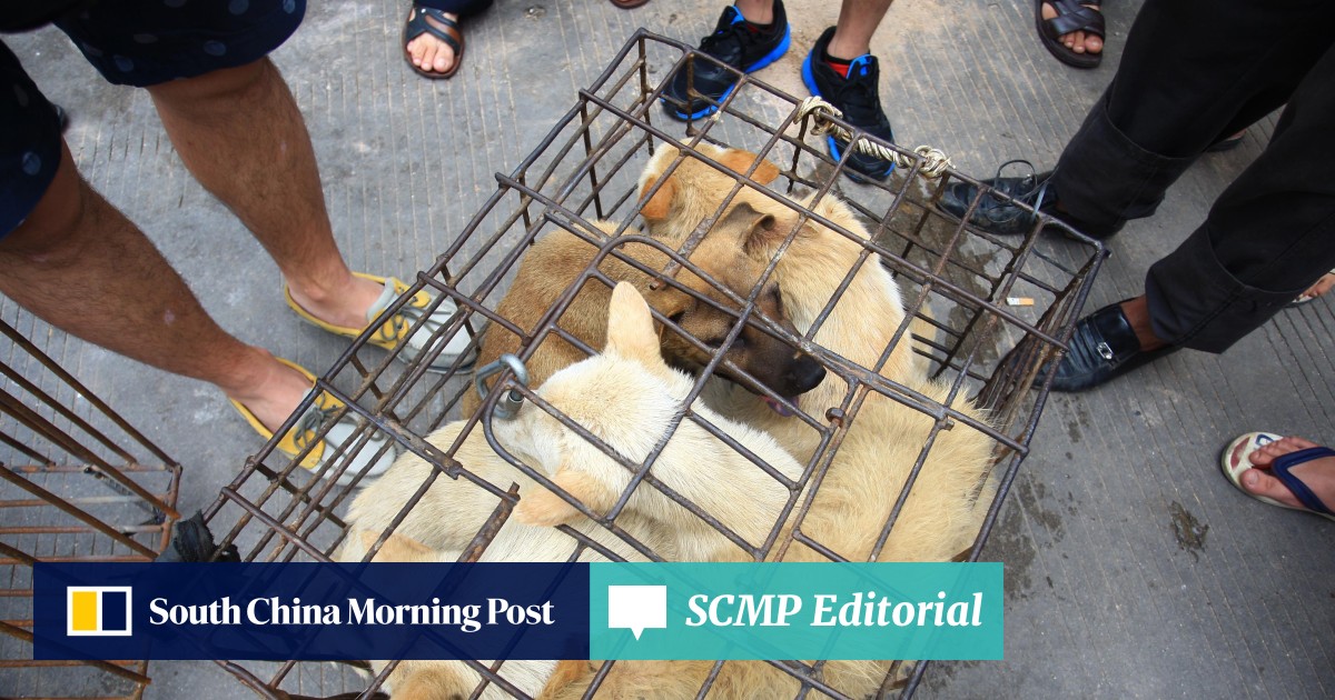 Chinese City Of Shenzhen To Ban Eating Cats And Dogs As Part Of