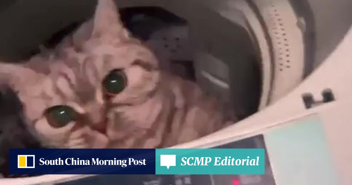 Can You Put A Dog Leash In The Washing Machine