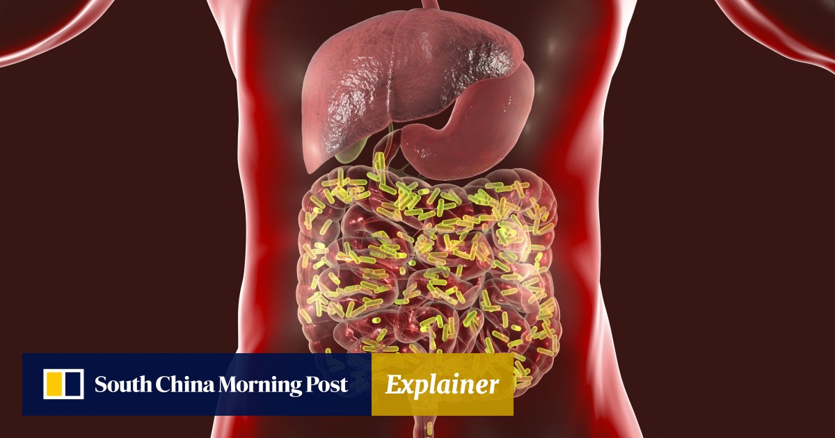 What is the gut microbiome? How a diet high in fibre and plantbased