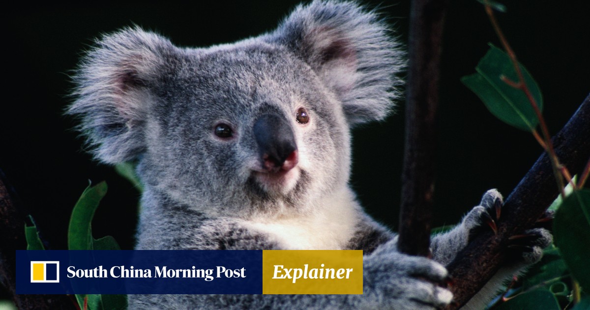 austrailian food chain with koala