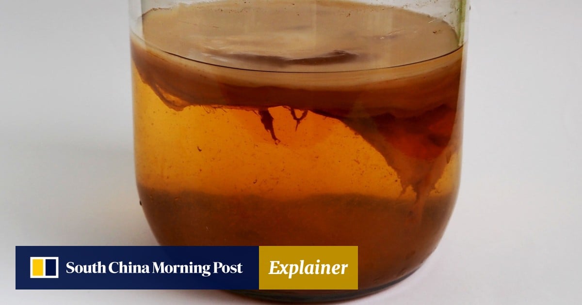 Explainer | why fermented foods, and drinks like kombucha, are good for your brain too