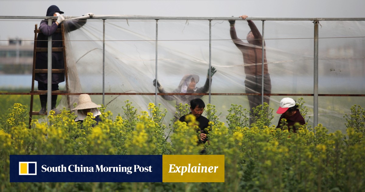 中国向耐盐作物分配盐，提高产量并加强粮食安全目标