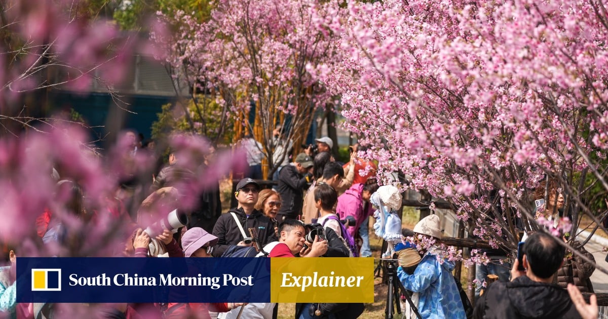 Blooming good: where to find cherry blossoms in Hong Kong this spring