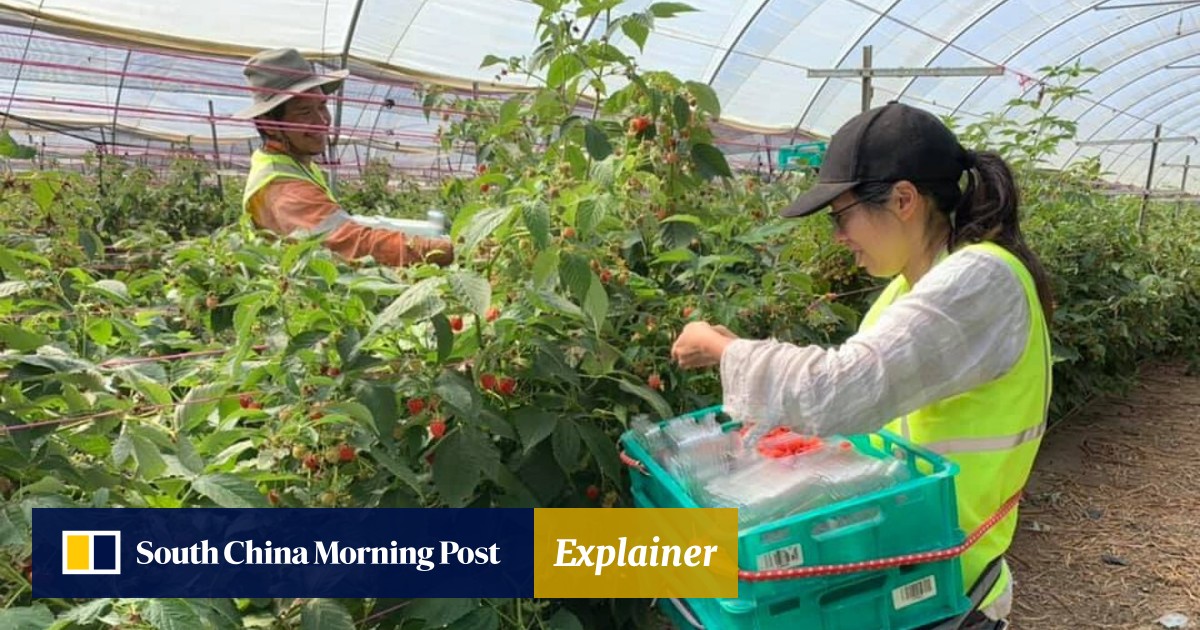Australia Lures Asians To Farm Labour With New Agriculture Visa And Path To Permanent Residency South China Morning Post