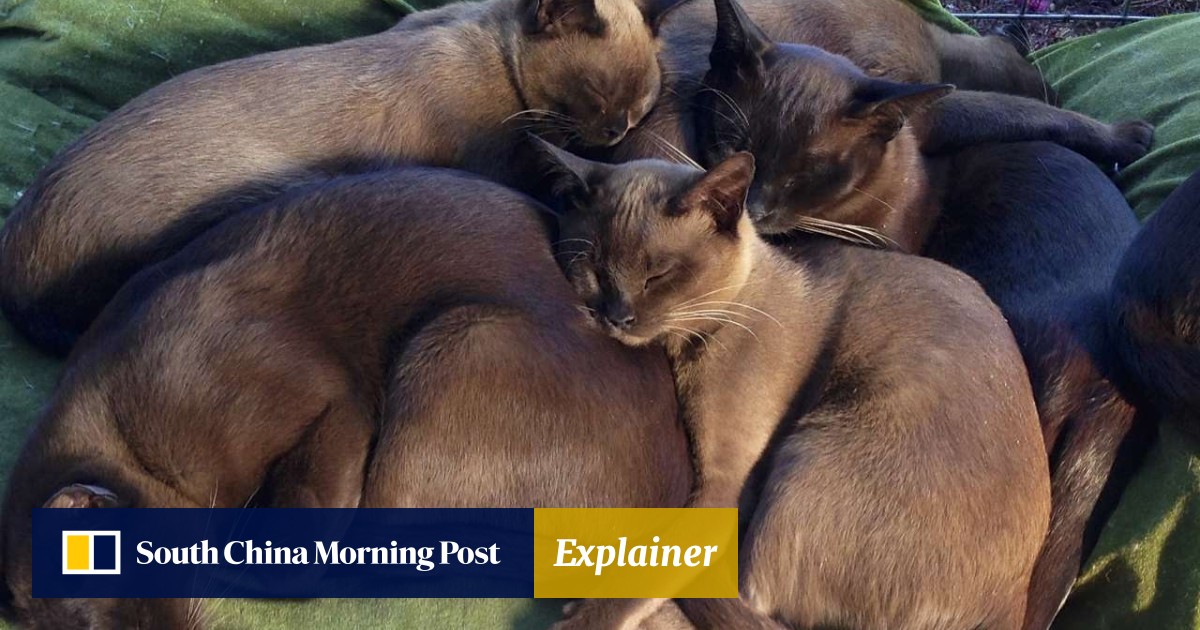 Small burmese cat hotsell