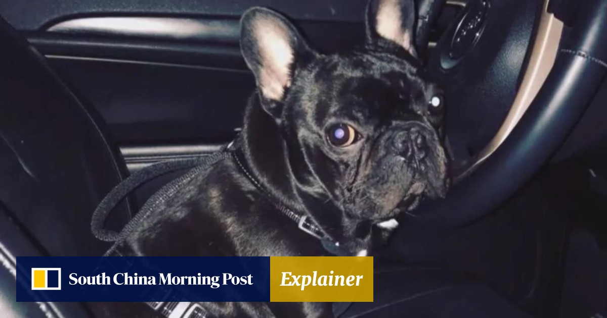 French bulldog arguing in car hot sale