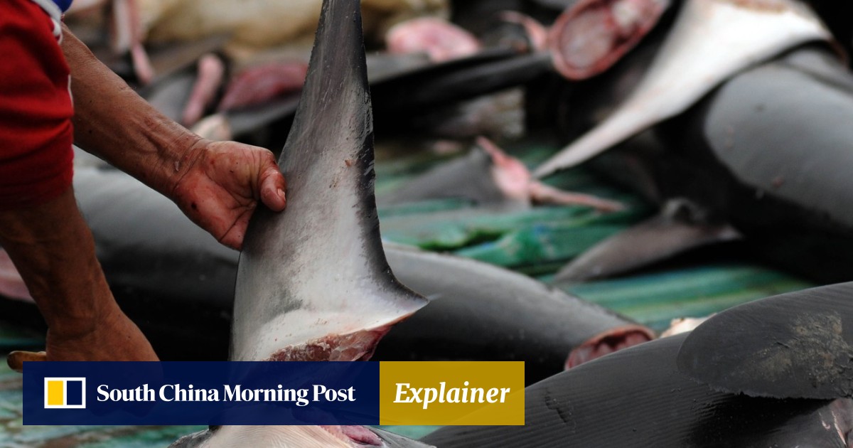 Millions of Sharks Around the World May Have Fishing Hooks Stuck Inside  Them, Scientists Suggest