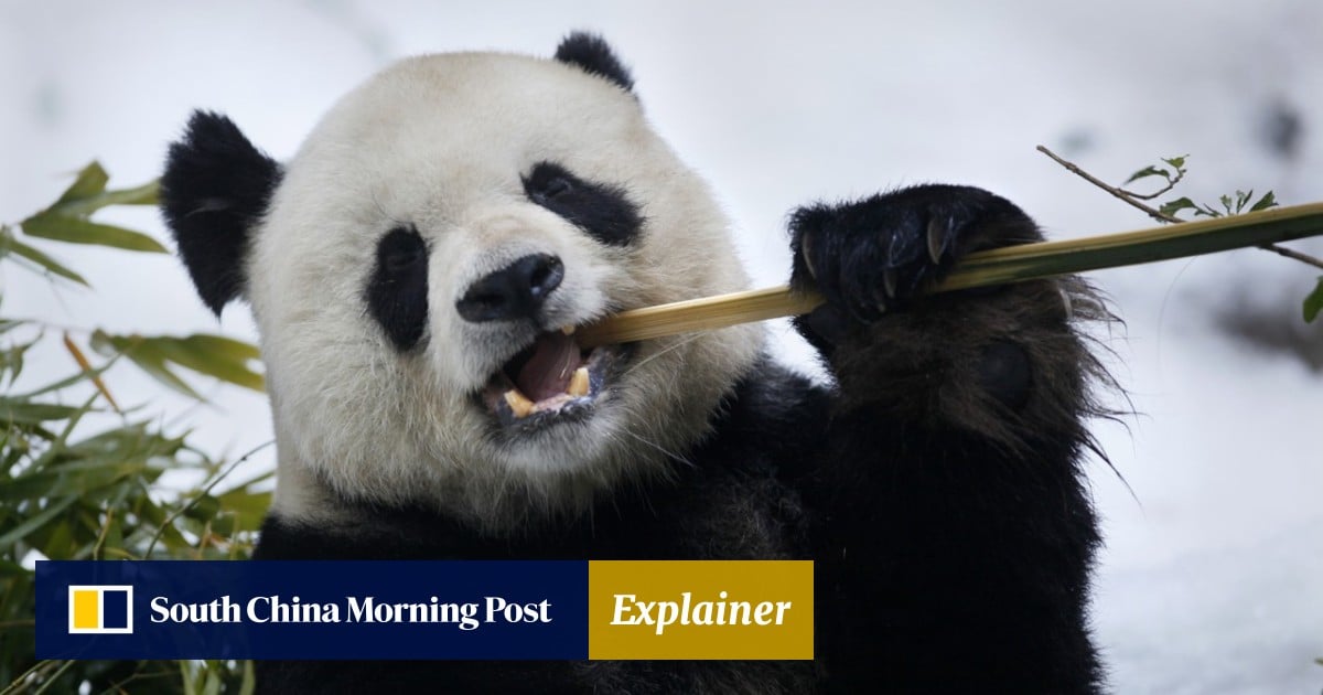 A Chance for Lasting Survival パンダ 中国 Saving giant pandas: China launches a make-or-break