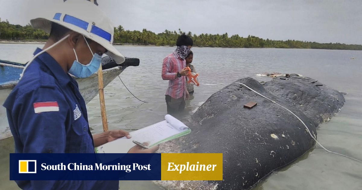 Dead whale washes ashore in Indonesia with 115 plastic cups, 25 carrier  bags and a pair of flip-flops in its stomach | South China Morning Post