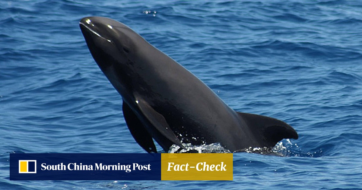 Killer Whale Sonar Mapping