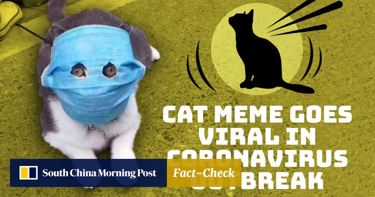 Viral Meme Of Mask Wearing Cat Turns Into A Toy Figure In