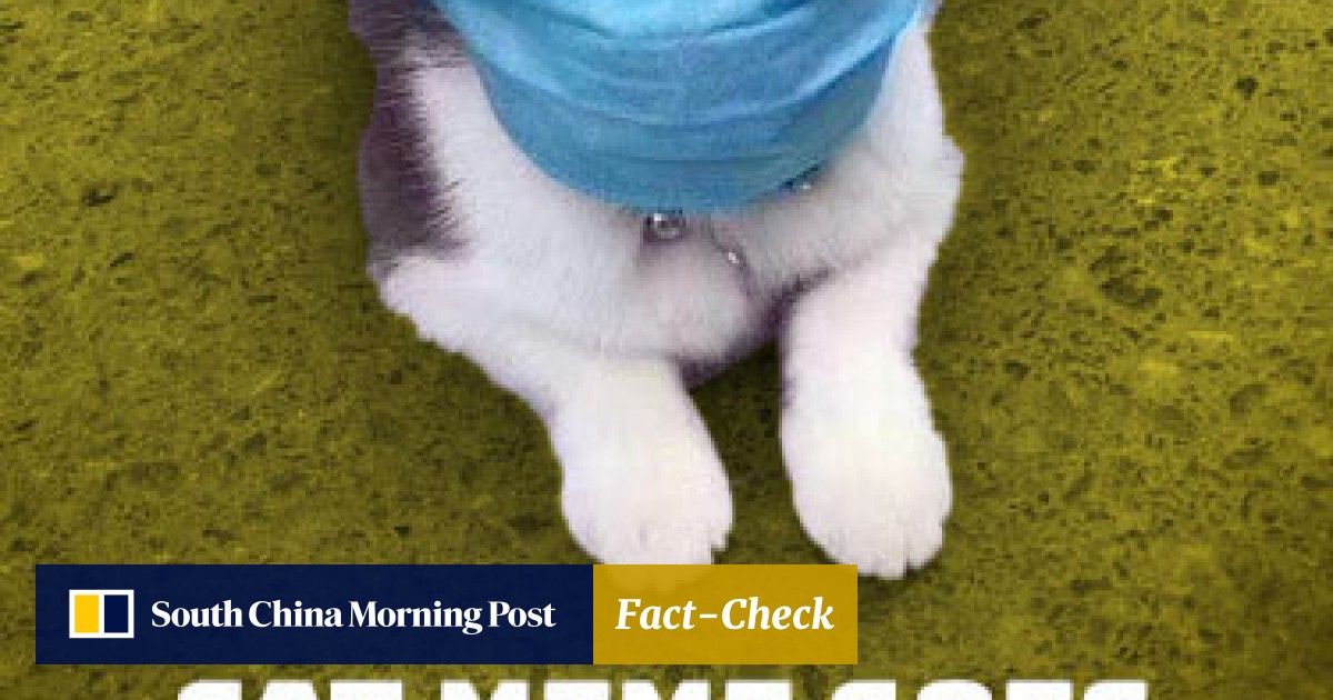 Viral Meme Of Mask Wearing Cat Turns Into A Toy Figure In