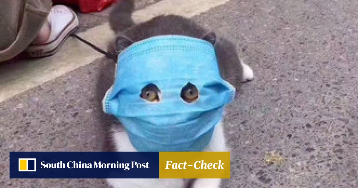 Viral Meme Of Mask Wearing Cat Turns Into A Toy Figure In