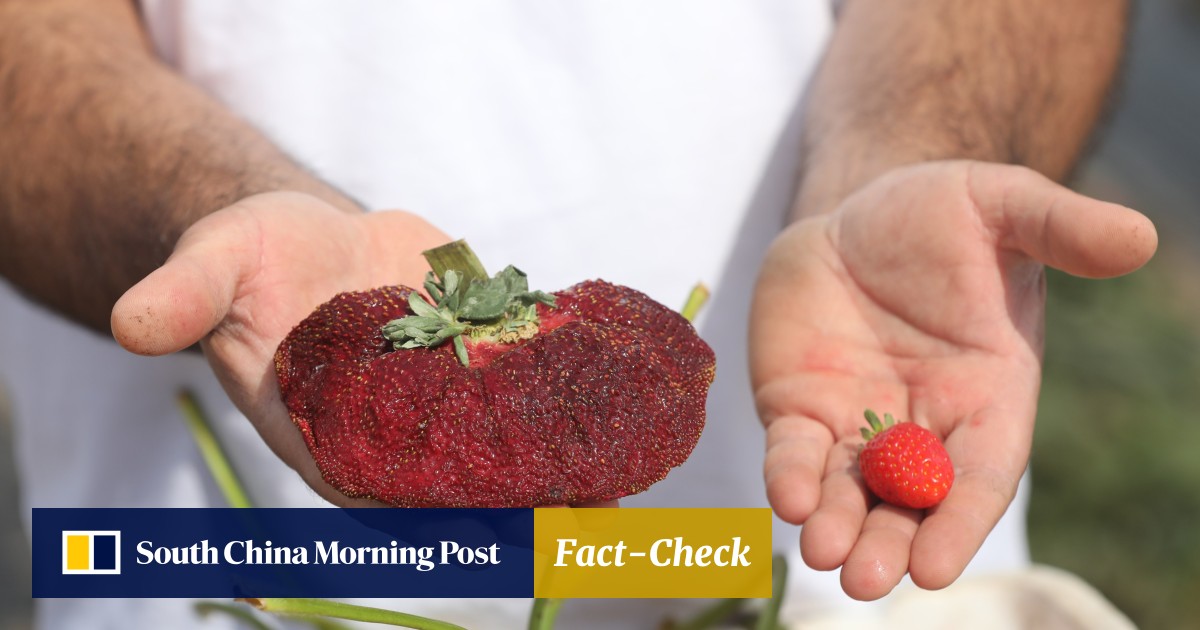 Israeli Farmer Grows World S Biggest Strawberry Breaking Japanese Record South China Morning Post Israeli Farmer Grows World S Biggest Strawberry Breaking Japanese Record South China Morning Post