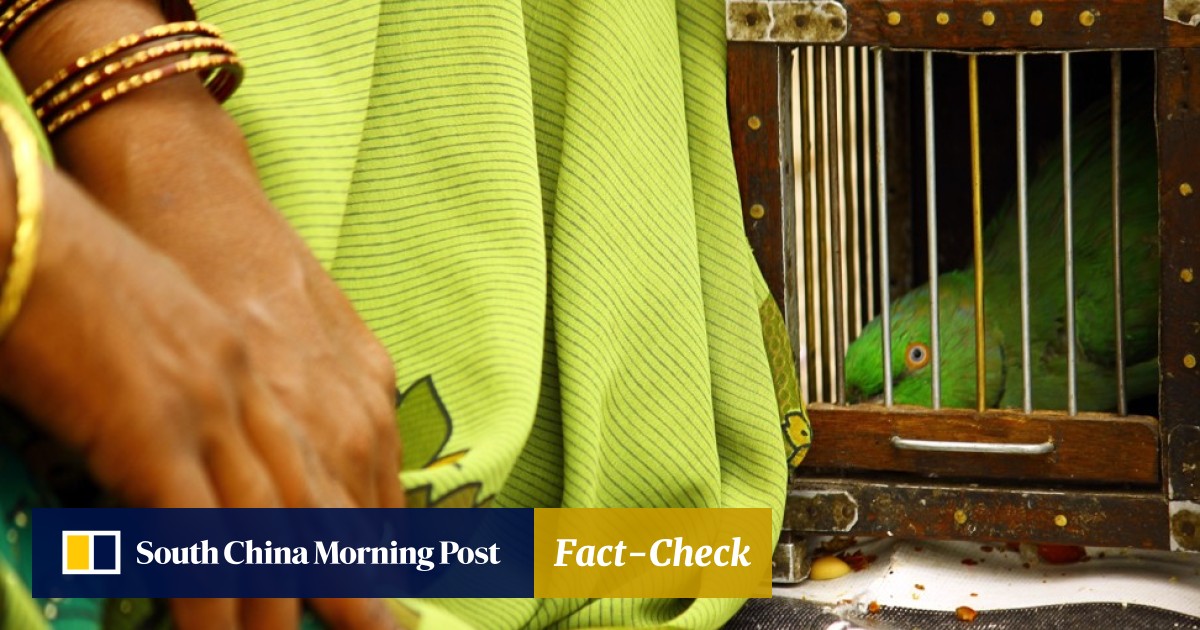 Clairvoyant parrots in India a dying breed, with astrologers ...