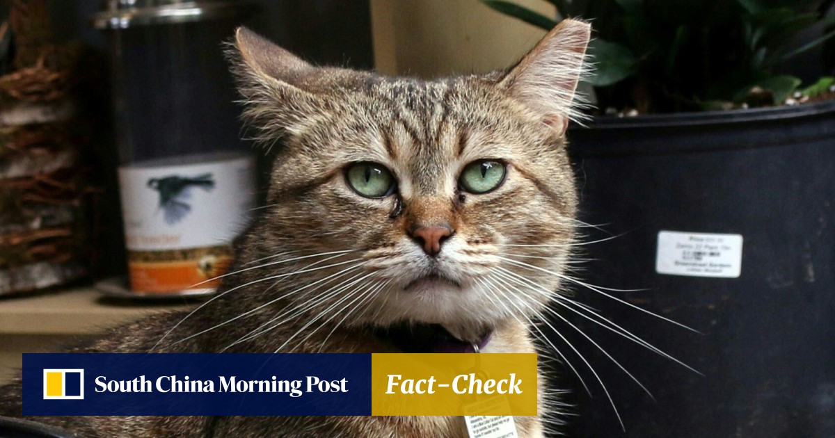 Singapore Couple Divorced After Wife Became Obsessed With Cats Husband Left After One Peed On Him South China Morning Post
