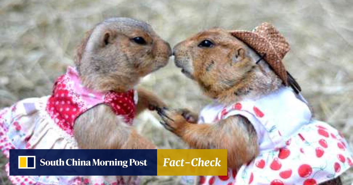 Batman suits and cowboy outfits a prairie dog s life in Thailand