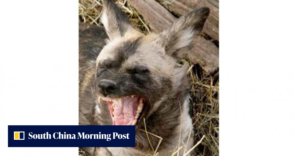 Wild dogs maul boy to death after fall from railing at Pittsburgh zoo ...