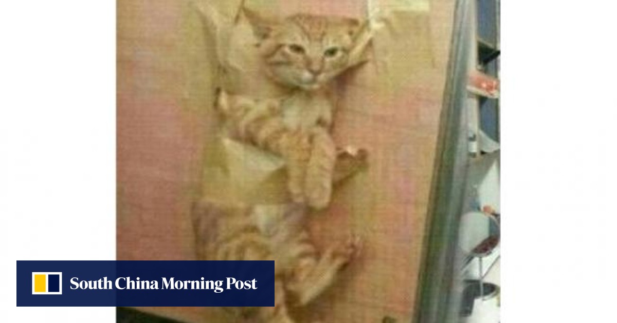 City University student who taped his cat to a wall turns himself in