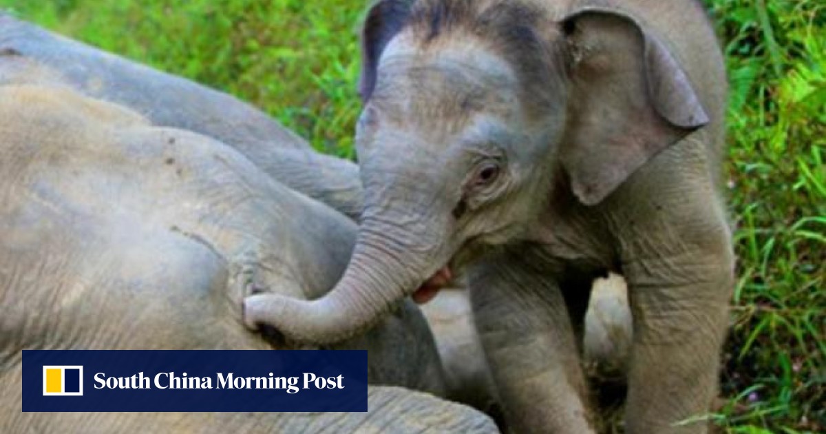 Malaysia offers reward in suspected poisoning of 14 pygmy elephants