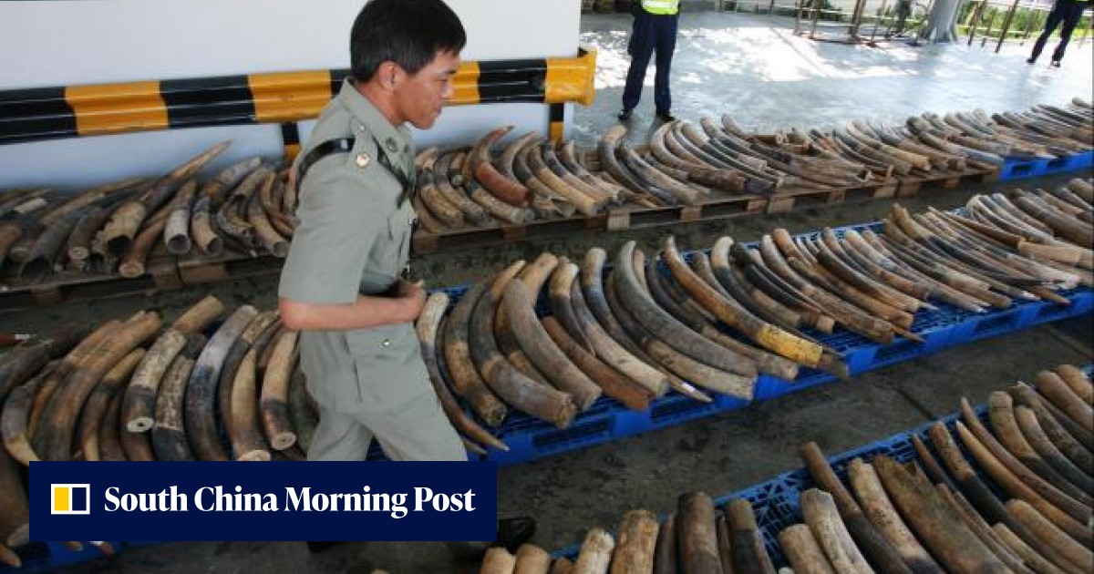 Hand of organised crime in ivory trade | South China Morning Post