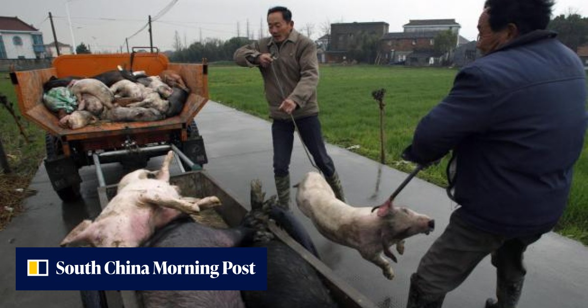 More than 7,500 dead pigs found in Shanghai's Huangpu River | South ...