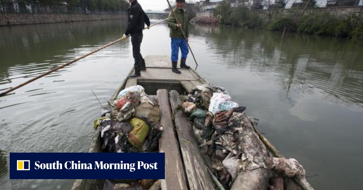 Pressure grows in Shanghai over dead pigs in Huangpu River | South ...