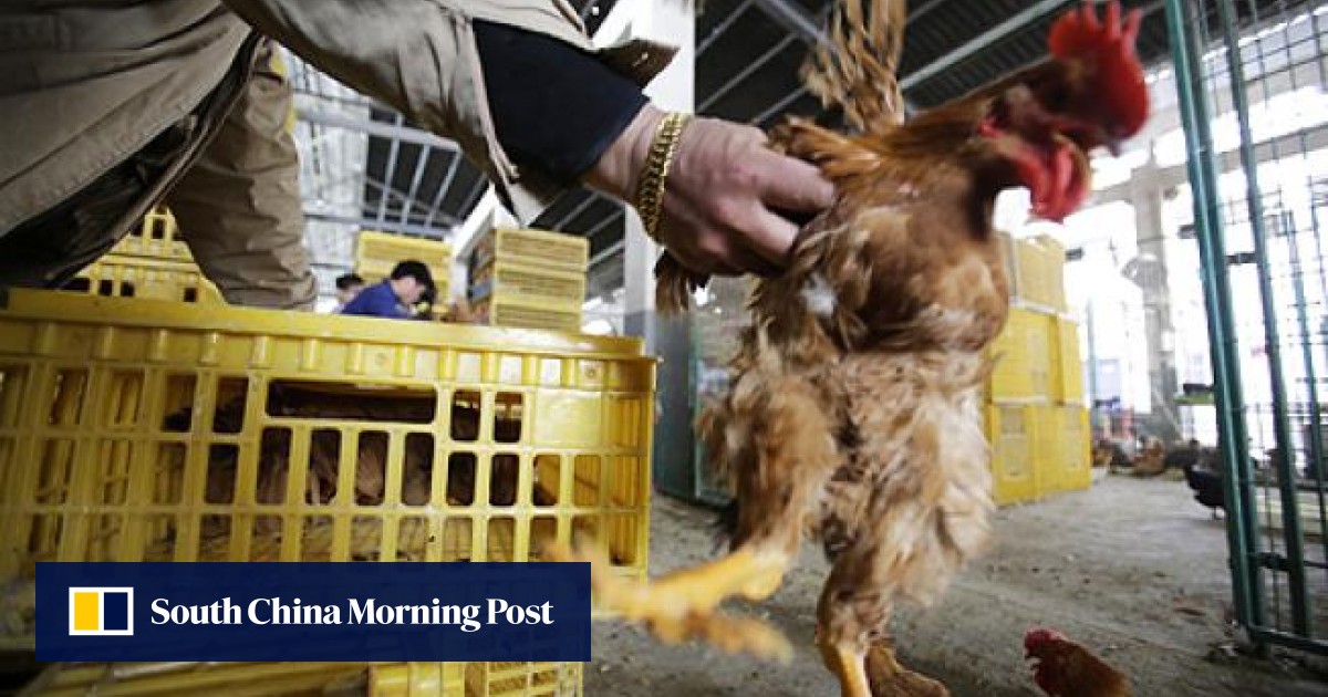 Hanoi Bans China Poultry After New Bird Flu Strain Deaths South China Morning Post 