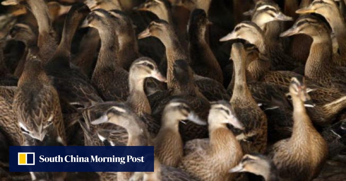 Expert 'cautiously Worried' Over China's H7N9 Bird Flu Strain | South ...