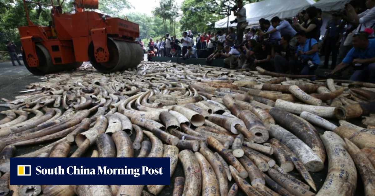 Manila destroys US$10m of seized ivory to send message, prevent theft ...